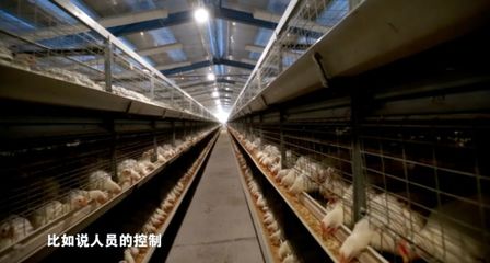 疫情當前，家禽養殖防病指南 筑牢生物安全防線