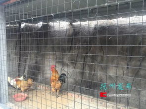 夢湖動物園 當“動物園”邂逅家禽養殖，一場關于認知與期待的碰撞