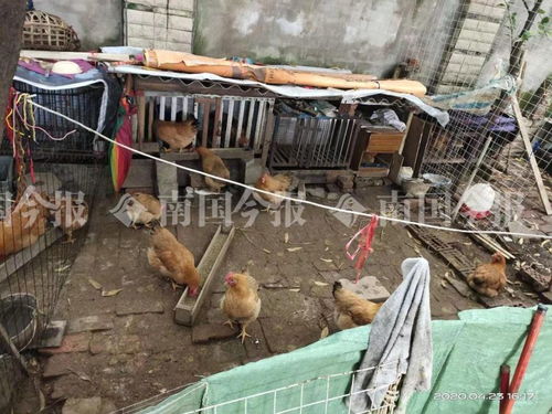 小區藏匿300多只雞？！城管街道聯合出擊還居民寧靜生活